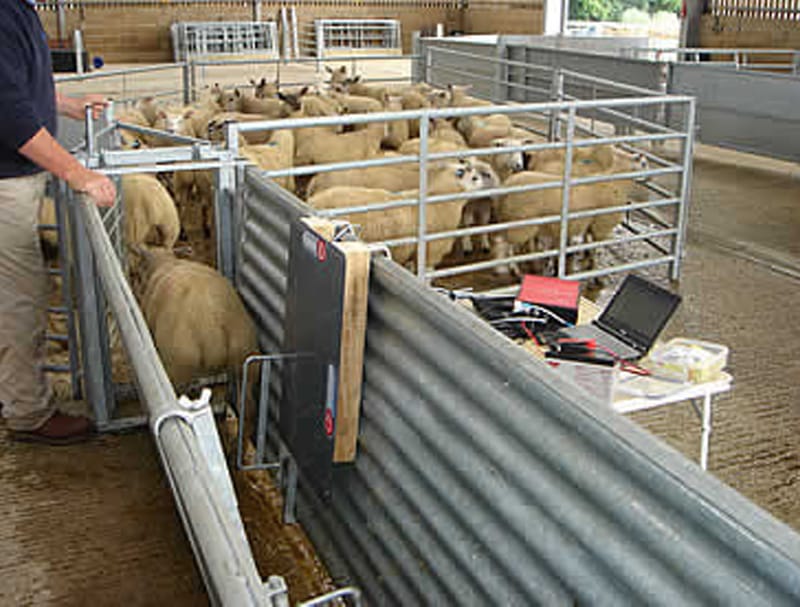 Pharmweigh - Electronic Identification for Livestock